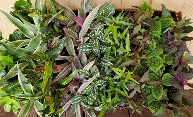 Color Foliage Terrarium Assortment